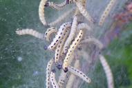 Yponomeuta evonymella (Raupe)