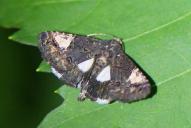 Aedia funesta