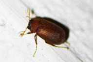 Serica brunnea