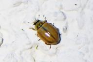 Aphidecta obliterata