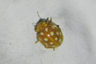 Halyzia sedecimguttata