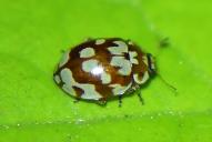 Myrrha octodecimguttata