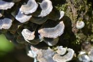 Trametes versicolor