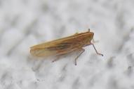 Stenocranus minutus