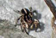 Aelurillus v-insignitus