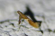 Caloptilia stigmatella