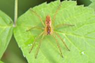 Dolomedes fimbriatus