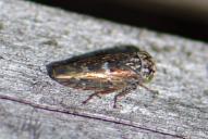 Acericerus heydenii