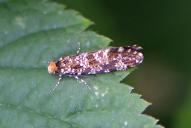 Triaxomera parasitella