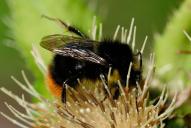 Kallobombus