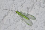 Neuroptera