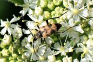 Pachytodes cerambyciformis