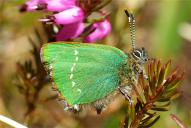 Callophrys rubi