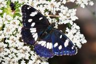 Blauschwarzer Eisvogel