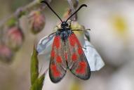 Zygaena loti