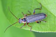 Cantharis nigricans