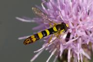 Sphaerophoria scripta