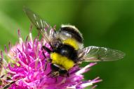 Sericomyia (Arctophila) bombiformis