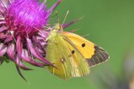 Colias croceus
