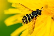 Chrysotoxum arcuatum