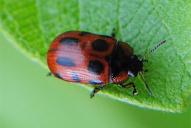 Gonioctena decemnotata