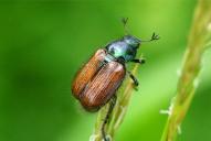 Phyllopertha horticola