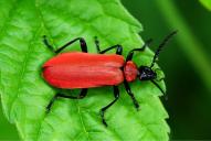 Pyrochroa coccinea