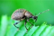 Otiorhynchus armadillo