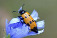 Mylabris quadripunctata