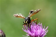 Physocephala rufipes