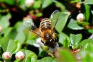 Kärntner Honigbiene