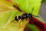 Ancistrocerus nigricornis