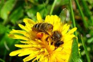 Apis mellifera
