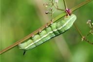 Macroglossum stellatarum (Raupe)