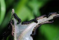 Aglais (Inachis) io (Raupe)