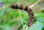 Deilephila elpenor (Raupe)