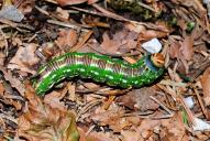 Sphinx pinastri (Raupe)
