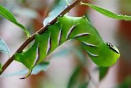 Sphinx ligustri (Raupe)