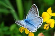 Lysandra (Polyommatus) coridon