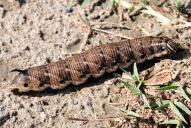 Agrius convolvuli (Raupe)