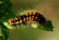 Acronicta auricoma (Raupe)