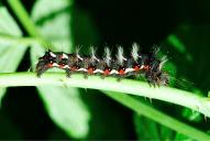 Acronicta rumicis (Raupe)