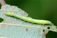Cabera pusaria (Raupe)