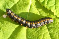 Cucullia lucifuga (Raupe)