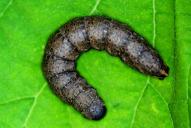 Cucullia umbratica (Raupe)