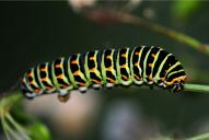 Papilio machaon (Raupe)