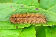 Phragmatobia fuliginosa (Raupe)