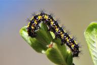 Callimorpha dominula (Raupe)