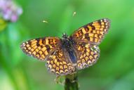 Melitaea phoebe