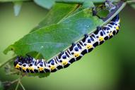 Cucullia lactucae (Raupe)